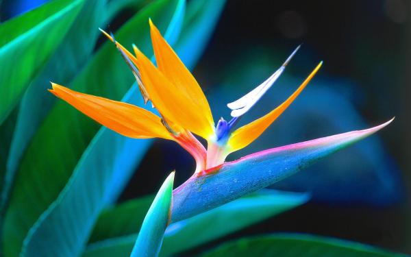 Free bird of paradise wallpaper download