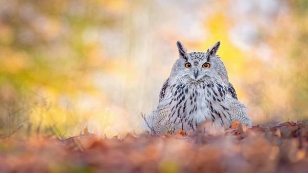 Free bird owl with red eyes hd animals wallpaper download