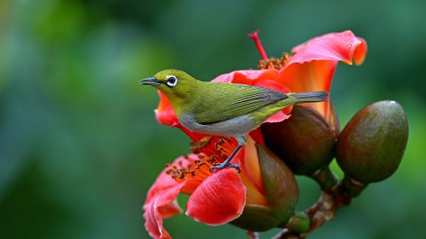 Free bird passerine is sitting on flower hd birds wallpaper download