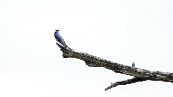 Free bird swallow is on tip of branch with white background 4k hd birds wallpaper download