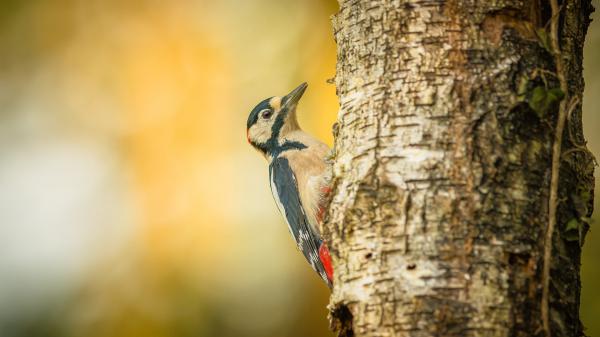 Free bird woodpecker hd animals wallpaper download