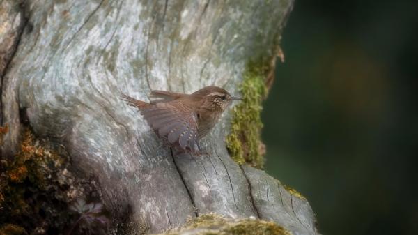 Free bird wren 4k hd animals wallpaper download