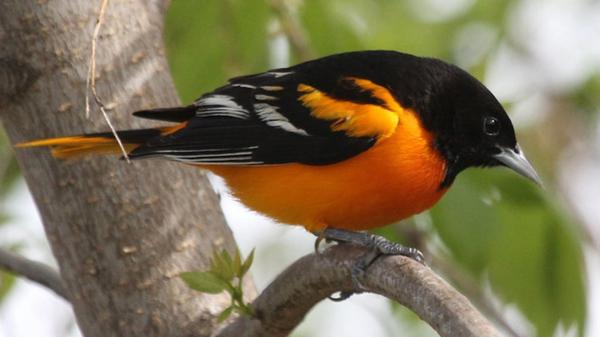 Free bird yellow and black color is standing on branch hd birds wallpaper download