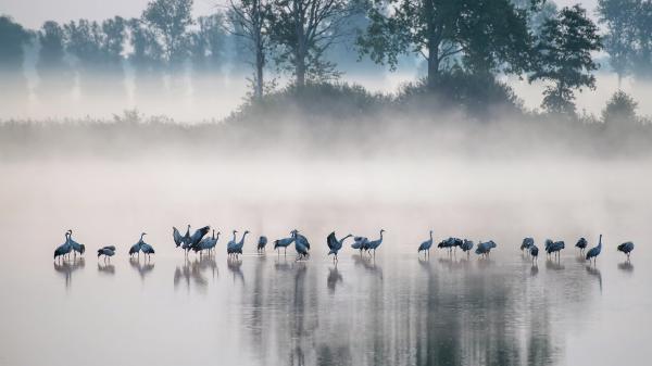 Free birds are standing on lake shore around snow fog hd animals wallpaper download