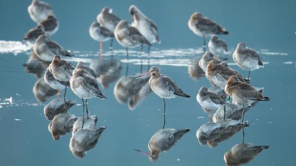 Free birds are standing on water hd animals wallpaper download