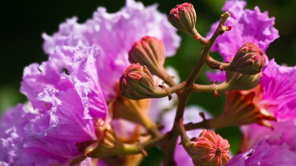 Free birth of flower wallpaper download