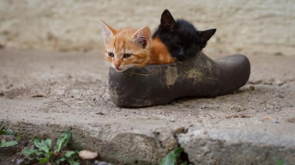 Free black and brown cats in old shoe 4k hd animals wallpaper download