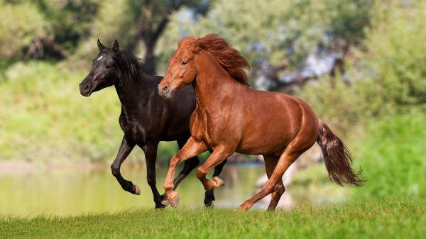 Free black and brown horse with trees background hd horse wallpaper download