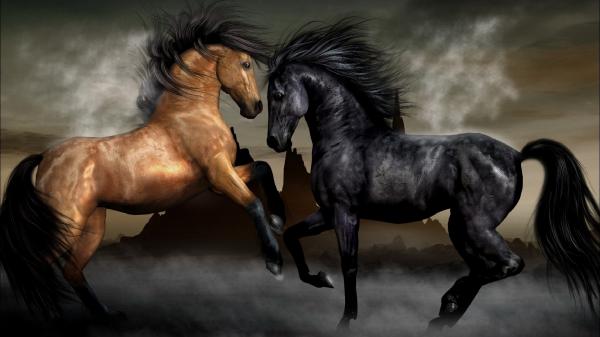 Free black and brown horses hd horse wallpaper download