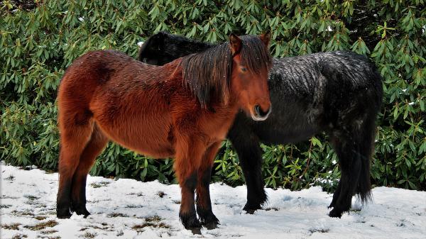 Free black and brown horses with background of green leaves hd horse wallpaper download