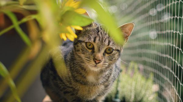 Free black and gray cat and shallow focus of yellow flower and green leaves hd cat wallpaper download