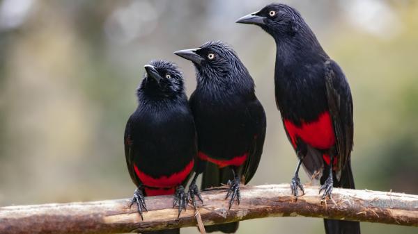 Free black and red grackles hd birds wallpaper download