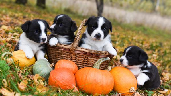 Free black and white baby pet puppies near backet and pumpkins hd animals wallpaper download