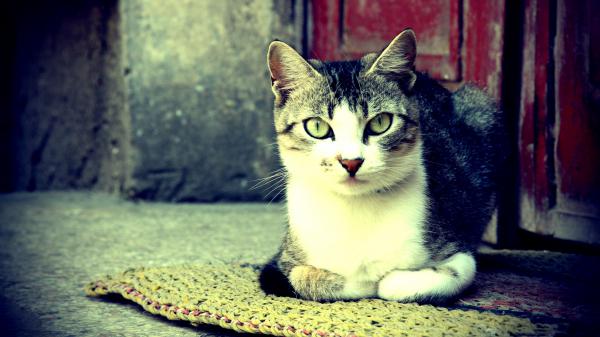 Free black and white cat is sitting on a mat 4k hd cat wallpaper download