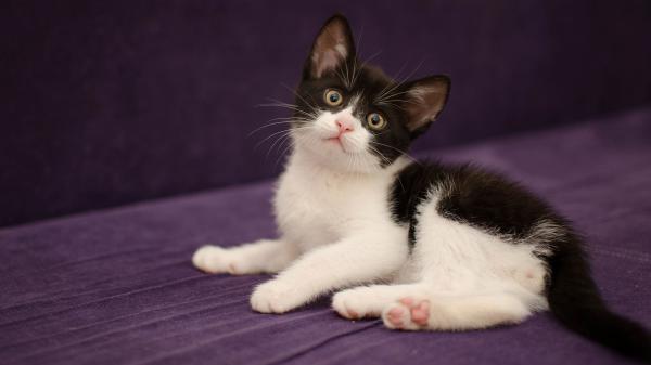 Free black and white cat is sitting on purple carpet with purple background hd cat wallpaper download