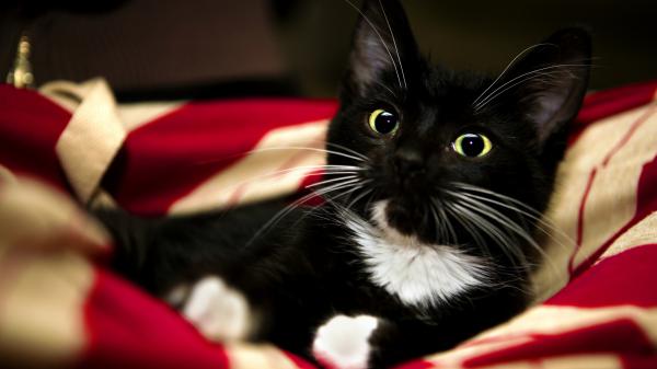 Free black and white cat with green eyes hd cat 2 wallpaper download