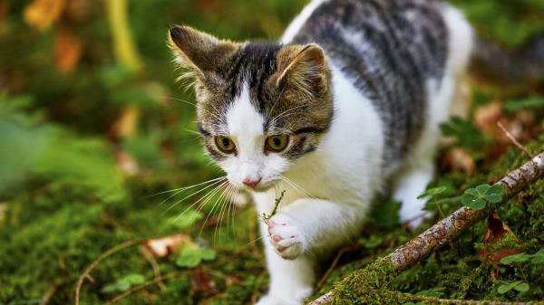 Free black and white cat with green eyes hd cat wallpaper download