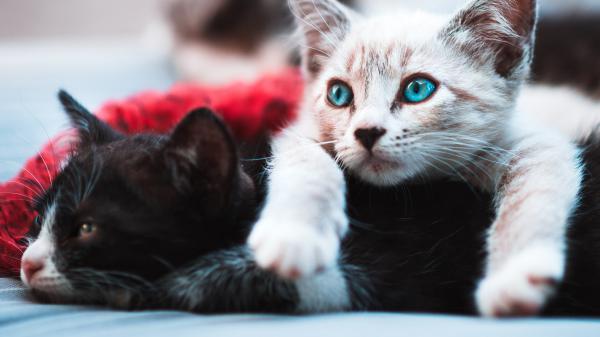 Free black and white cats with blue eyes hd cat wallpaper download