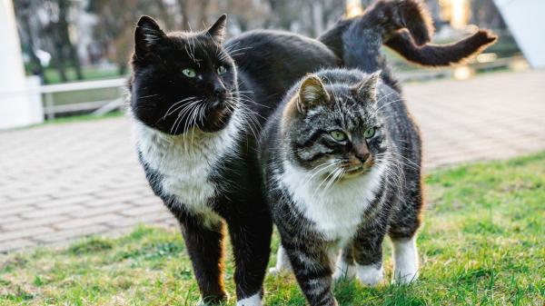 Free black and white cats with green eyes hd animals wallpaper download