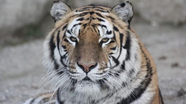 Free black and white closeup photo of tiger in blur background hd animals wallpaper download