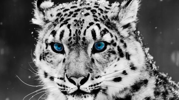 Free black and white closeup photo of white tiger with blue eyes hd animals wallpaper download