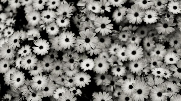 Free black and white florals hd abstract wallpaper download