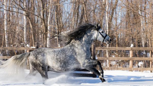 Free black and white horse is running on white snow hd horse wallpaper download