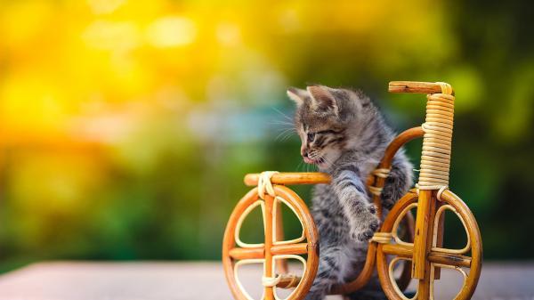 Free black and white kitten on wooden bicycle in blur green yellow background 4k hd animals wallpaper download