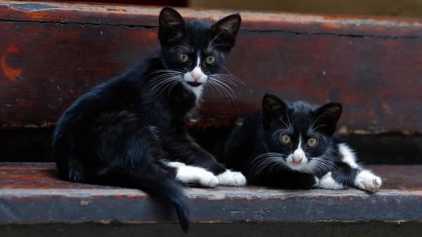 Free black and white kittens with green eyes 4k hd animals wallpaper download