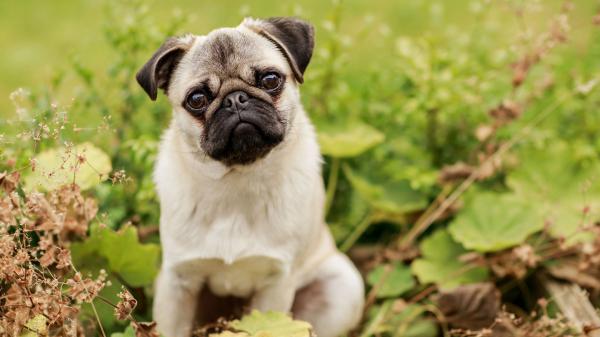 Free black and white labrador puppy with shallow background of green plants hd animals wallpaper download