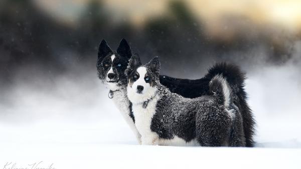 Free black and white laika dogs hd animals wallpaper download