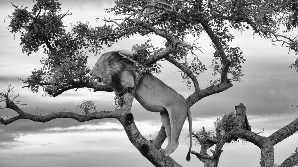 Free black and white picture of lion is standing on tree branch hd lion wallpaper download