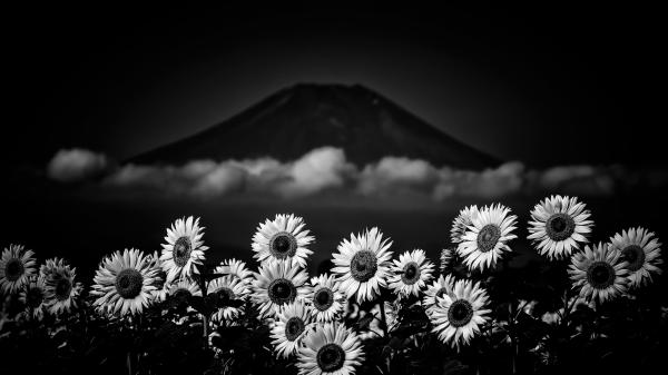 Free black and white picture of sunflowers during nighttime hd flowers wallpaper download