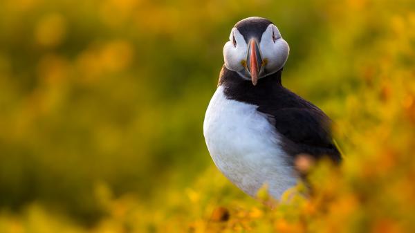 Free black and white puffin in yellow green blur background hd animals wallpaper download