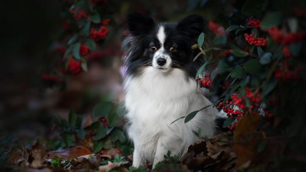 Free black and white puppy hd animals wallpaper download