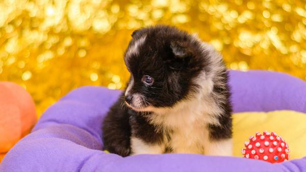 Free black and white puppy is sitting on couch with blur background hd animals wallpaper download