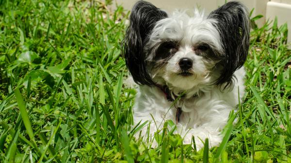 Free black and white shih tzu puppy on green grass field during daytime hd animals wallpaper download