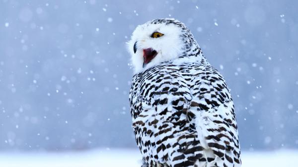 Free black and white snowy owl 4k 5k hd birds wallpaper download