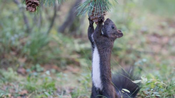 Free black and white squirrel hd squirrel wallpaper download