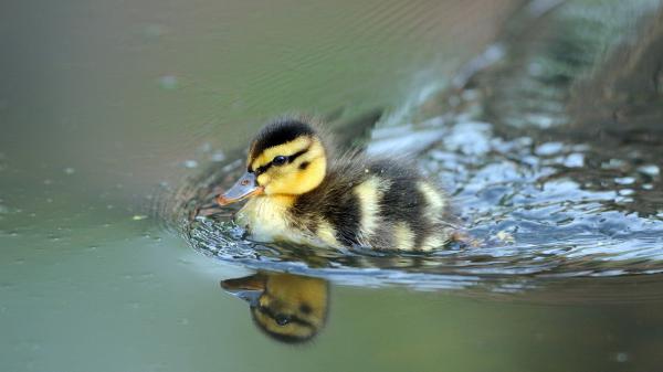 Free black and yellow baby duck on body of water with reflection 4k hd animals wallpaper download