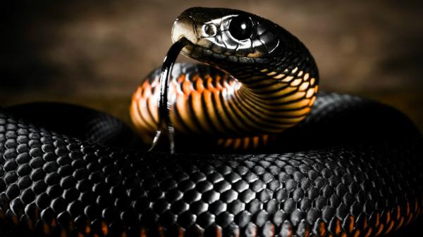 Free black and yellow snake with long tongue 4k hd animals wallpaper download