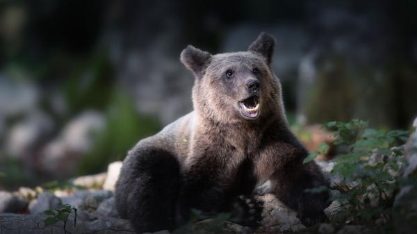 Free black bear hd animals wallpaper download