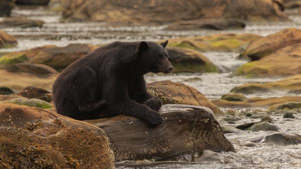 Free black bear is sitting on rock stone near water hd animals wallpaper download