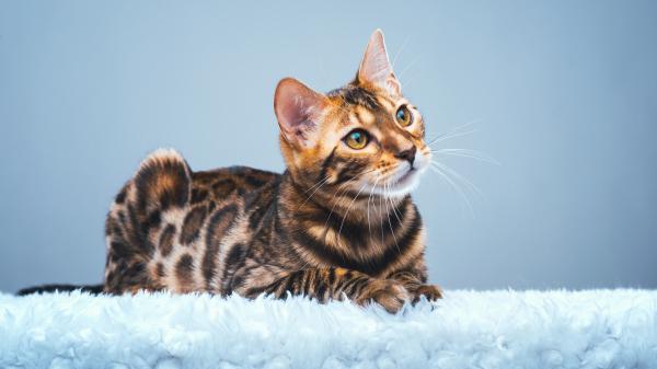 Free black brown bengal cat is lying down on white towel looking up in blue background 4k 5k hd kitten wallpaper download