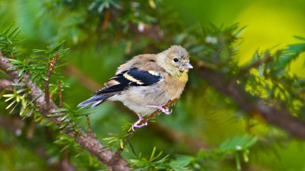 Free black brown bird on tree branch in green blur background hd birds wallpaper download