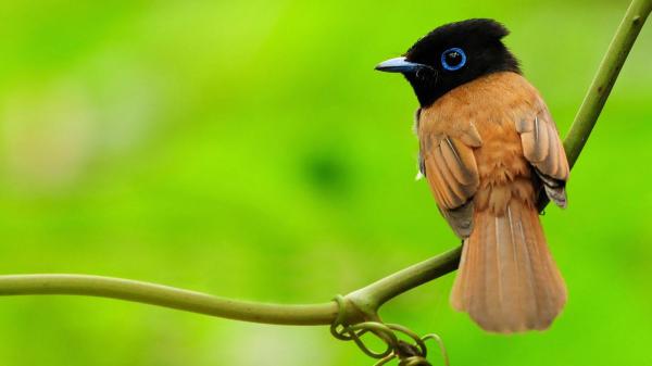 Free black brown blue eyes bird is standing on plant stalk in green background hd birds wallpaper download