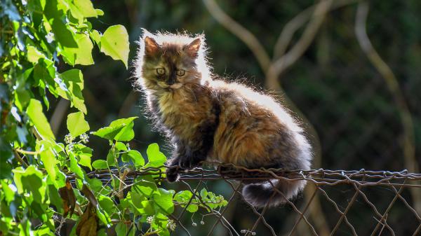 Free black brown cat is sitting on chain link fencing 4k hd kitten wallpaper download