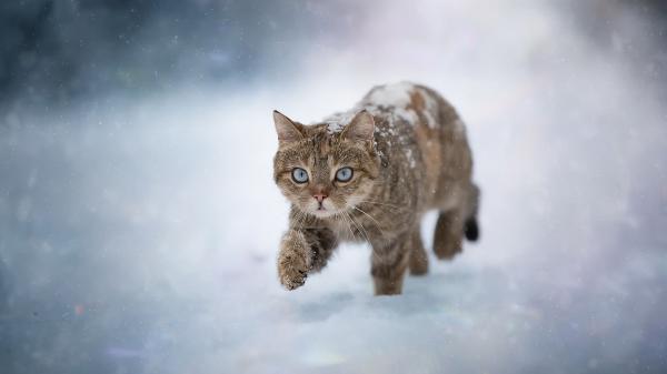 Free black brown cat is walking on snow in snowfall background hd cat wallpaper download