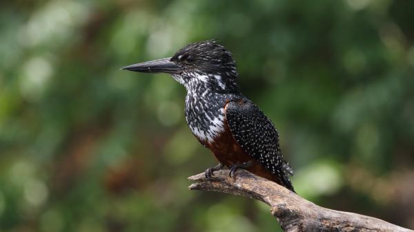 Free black brown sharp nose kingfisher is perching on tree branch in green blur background 4k 5k hd animals wallpaper download