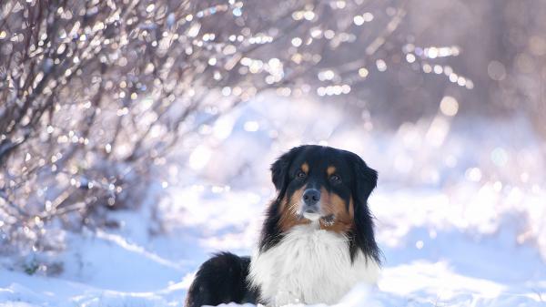 Free black brown white dog is sitting on snow in bokeh background hd dog wallpaper download